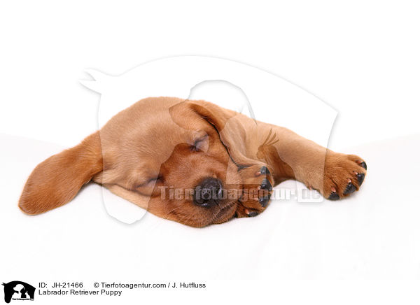 Labrador Retriever Welpe / Labrador Retriever Puppy / JH-21466