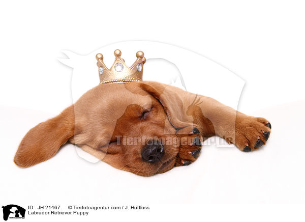 Labrador Retriever Welpe / Labrador Retriever Puppy / JH-21467