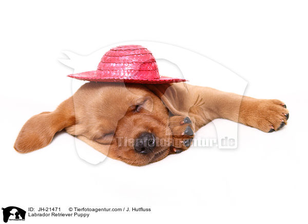 Labrador Retriever Welpe / Labrador Retriever Puppy / JH-21471