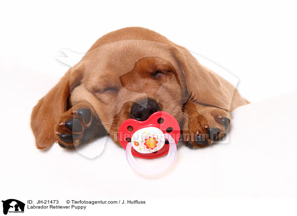 Labrador Retriever Welpe / Labrador Retriever Puppy / JH-21473