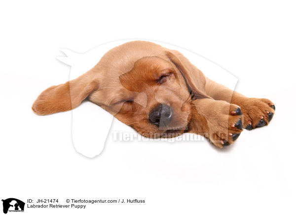Labrador Retriever Welpe / Labrador Retriever Puppy / JH-21474