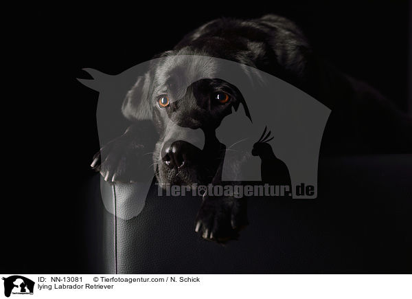 liegender Labrador Retriever / lying Labrador Retriever / NN-13081
