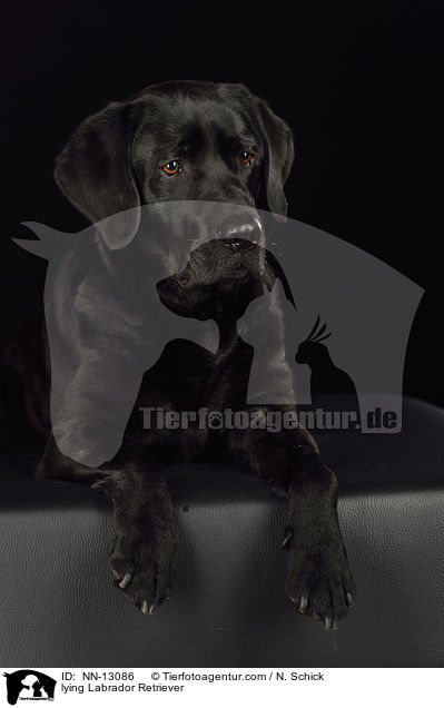 liegender Labrador Retriever / lying Labrador Retriever / NN-13086