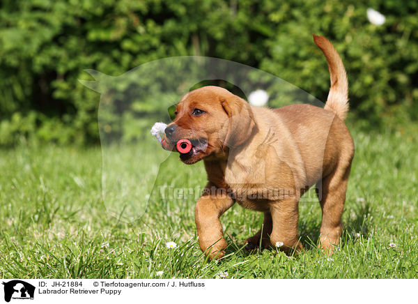 Labrador Retriever Welpe / Labrador Retriever Puppy / JH-21884