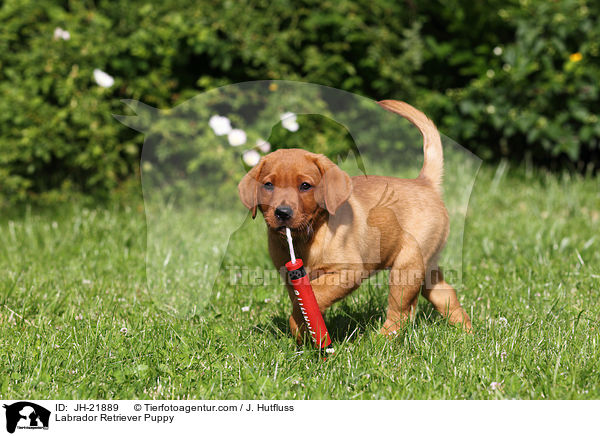 Labrador Retriever Welpe / Labrador Retriever Puppy / JH-21889