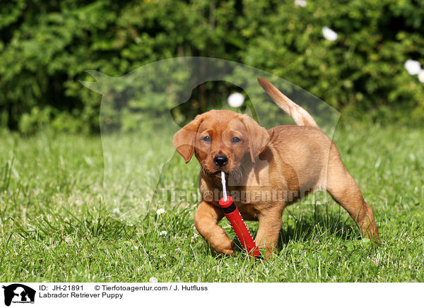 Labrador Retriever Welpe / Labrador Retriever Puppy / JH-21891