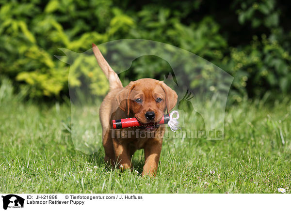 Labrador Retriever Welpe / Labrador Retriever Puppy / JH-21898