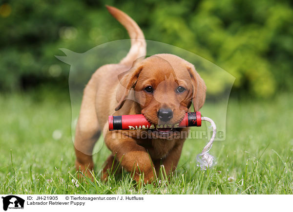 Labrador Retriever Welpe / Labrador Retriever Puppy / JH-21905