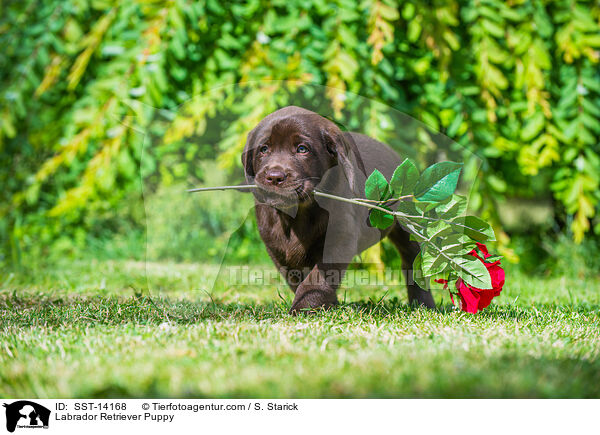 Labrador Retriever Welpe / Labrador Retriever Puppy / SST-14168