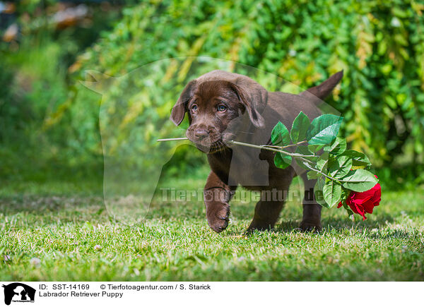 Labrador Retriever Welpe / Labrador Retriever Puppy / SST-14169