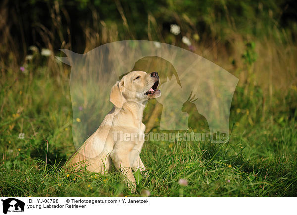 junger Labrador Retriever / young Labrador Retriever / YJ-08798