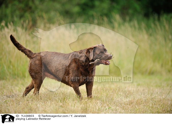 spielender Labrador Retriever / playing Labrador Retriever / YJ-08803