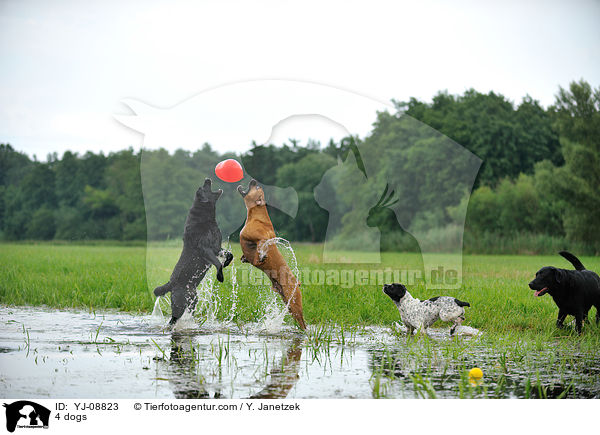 4 Hunde / 4 dogs / YJ-08823