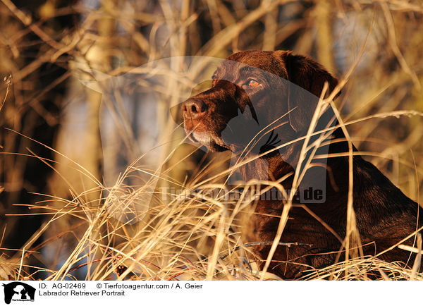 Labrador Retriever Portrait / Labrador Retriever Portrait / AG-02469