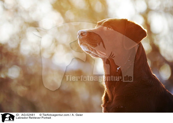 Labrador Retriever Portrait / Labrador Retriever Portrait / AG-02481