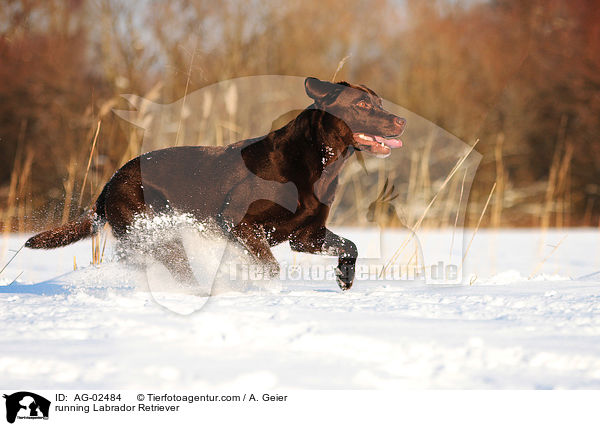 running Labrador Retriever / AG-02484