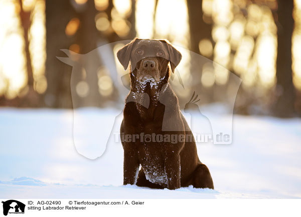 sitzender Labrador Retriever / sitting Labrador Retriever / AG-02490