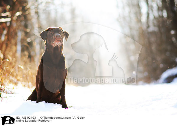 sitzender Labrador Retriever / sitting Labrador Retriever / AG-02493