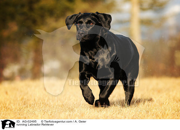 running Labrador Retriever / AG-02495