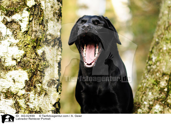 Labrador Retriever Portrait / Labrador Retriever Portrait / AG-02499
