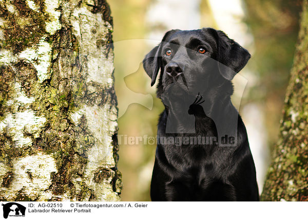 Labrador Retriever Portrait / Labrador Retriever Portrait / AG-02510
