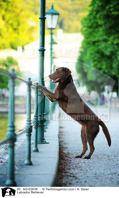 Labrador Retriever / Labrador Retriever / AG-02636