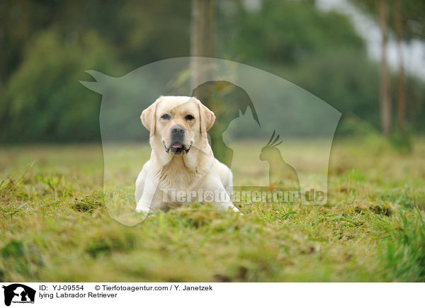 liegender Labrador Retriever / lying Labrador Retriever / YJ-09554
