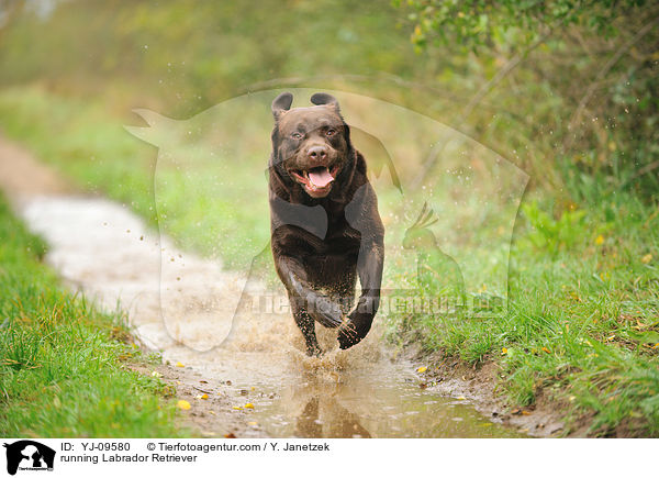 running Labrador Retriever / YJ-09580