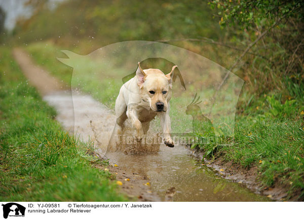 rennender Labrador Retriever / running Labrador Retriever / YJ-09581