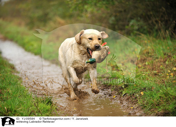 apportierender Labrador Retriever / retrieving Labrador Retriever / YJ-09584