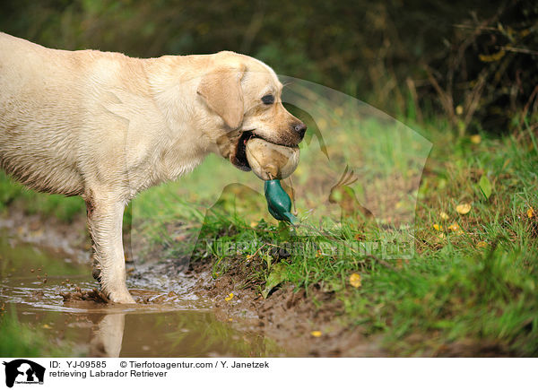 apportierender Labrador Retriever / retrieving Labrador Retriever / YJ-09585