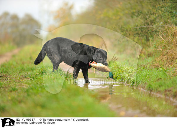 apportierender Labrador Retriever / retrieving Labrador Retriever / YJ-09587