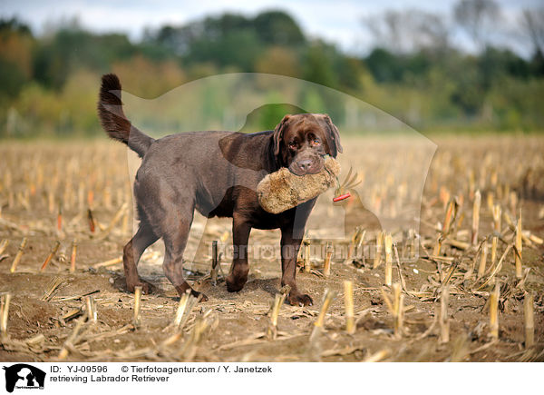 apportierender Labrador Retriever / retrieving Labrador Retriever / YJ-09596