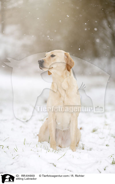 sitzender Labrador / sitting Labrador / RR-64669