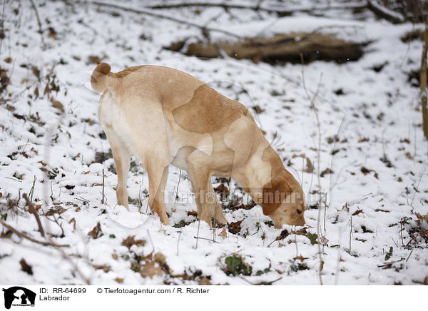 Labrador / Labrador / RR-64699