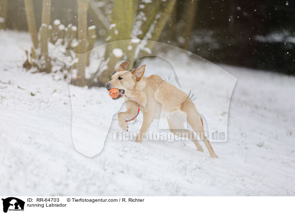 rennender Labrador / running Labrador / RR-64703