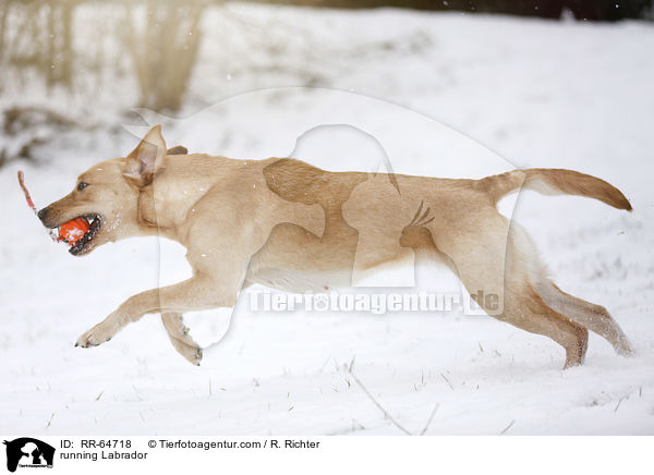 rennender Labrador / running Labrador / RR-64718