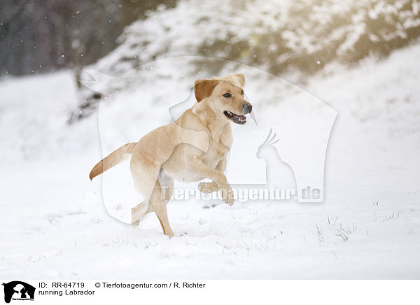rennender Labrador / running Labrador / RR-64719