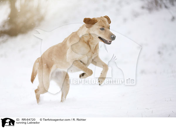 running Labrador / RR-64720