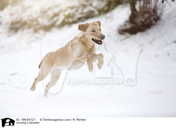 rennender Labrador / running Labrador / RR-64721