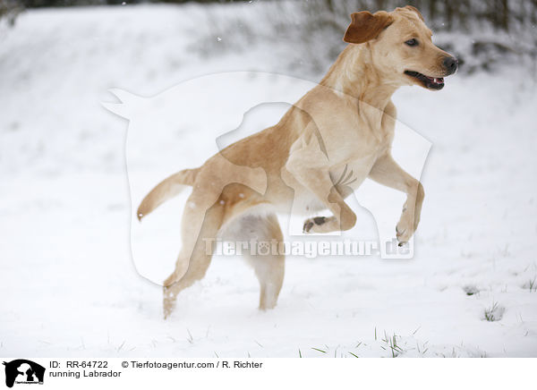 rennender Labrador / running Labrador / RR-64722