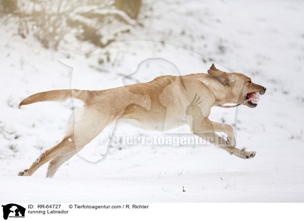 rennender Labrador / running Labrador / RR-64727