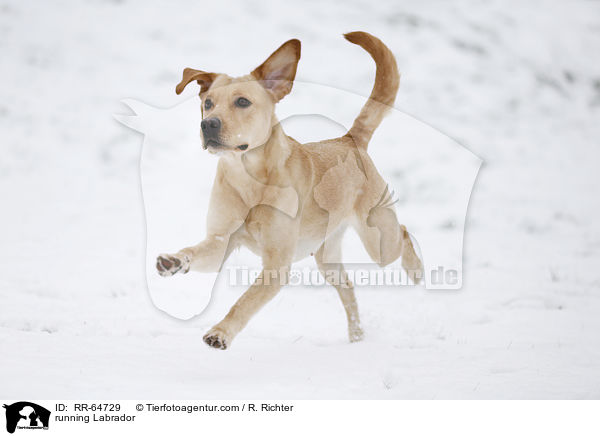 rennender Labrador / running Labrador / RR-64729