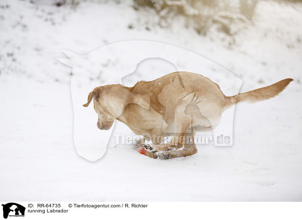 rennender Labrador / running Labrador / RR-64735