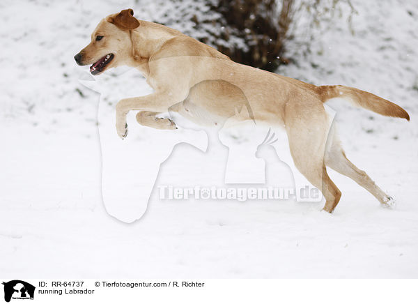 rennender Labrador / running Labrador / RR-64737