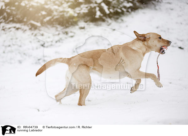 rennender Labrador / running Labrador / RR-64739