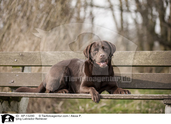 liegender Labrador Retriever / lying Labrador Retriever / AP-13290