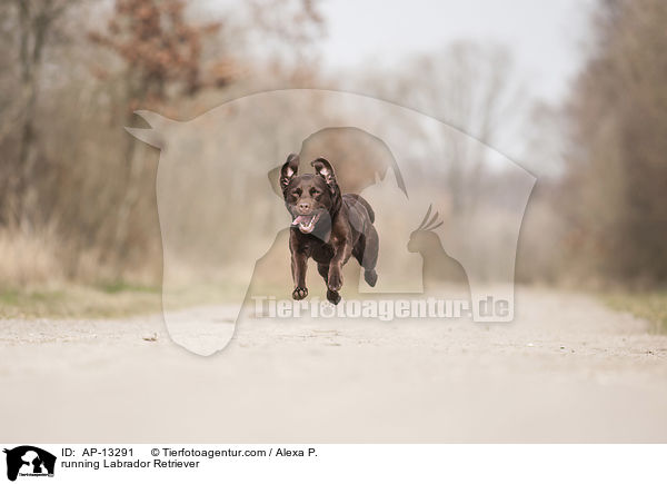 rennender Labrador Retriever / running Labrador Retriever / AP-13291