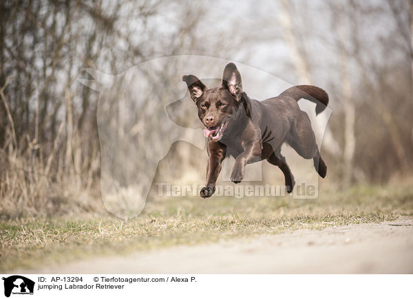 springender Labrador Retriever / jumping Labrador Retriever / AP-13294