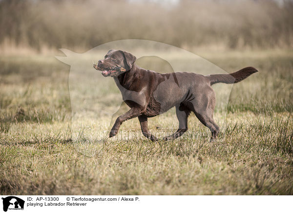 spielender Labrador Retriever / playing Labrador Retriever / AP-13300